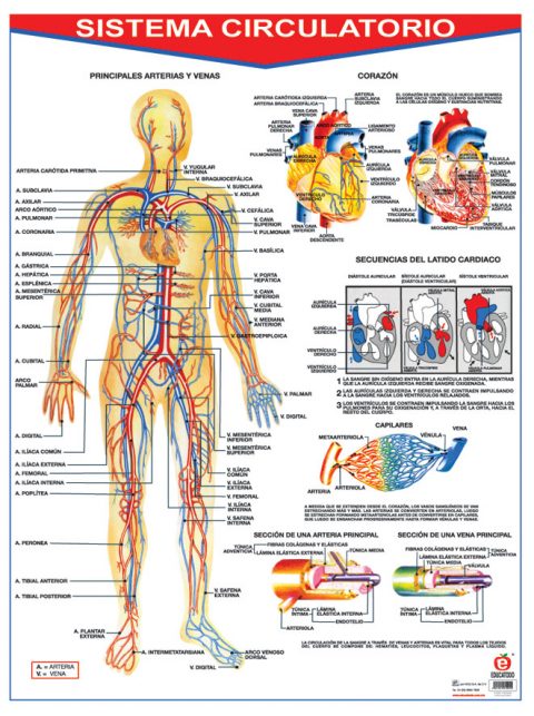 Póster Sistema Circulatorio Polillita Material Didáctico