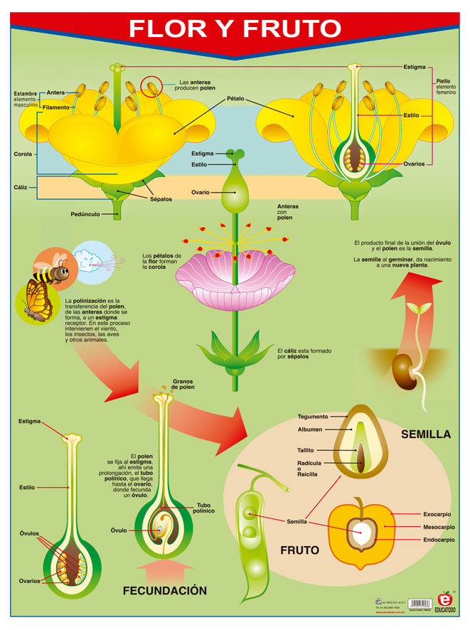 Póster Flor Y Fruto / Frutas Polillita Material Didáctico Póster Flor Y Fruto / Frutas Polillita Material Didáctico