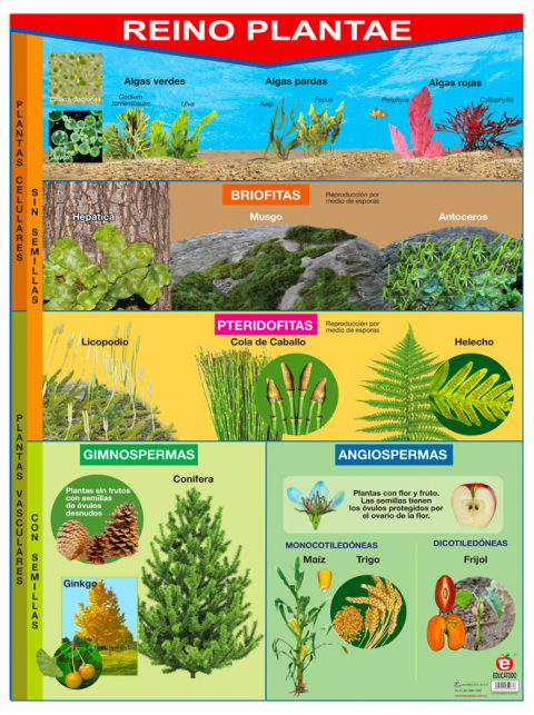 Póster Reino Plantae | Polillita Material Didáctico