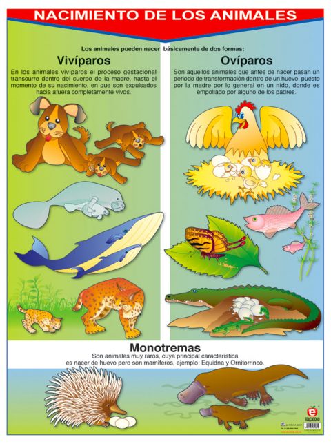 Póster Nacimiento de los Animales | Polillita Material Didáctico