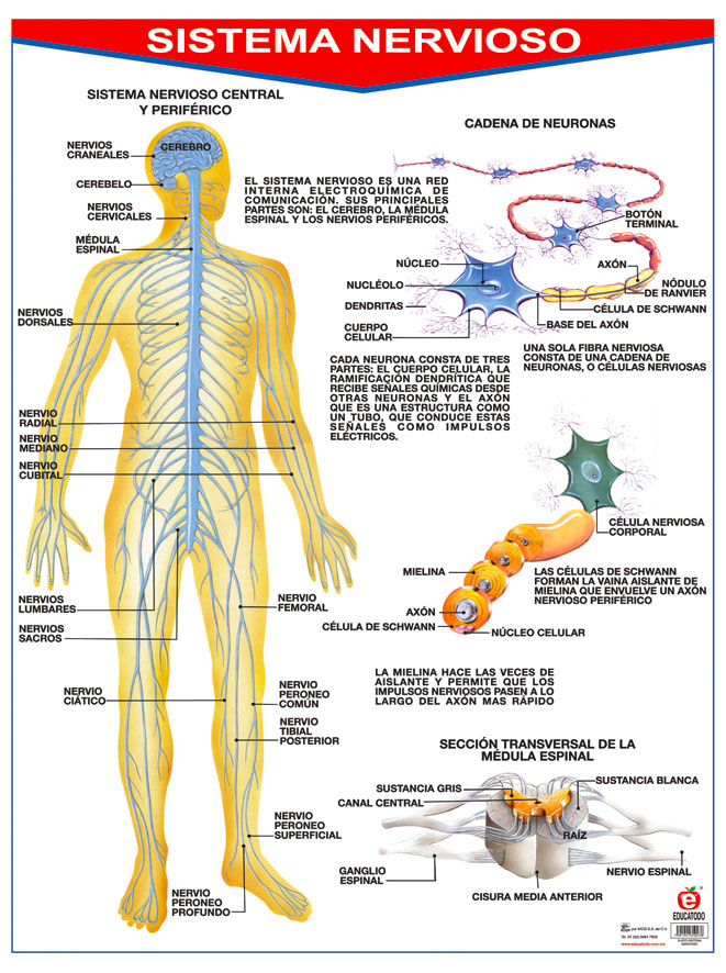 Poster del sistema nervoso