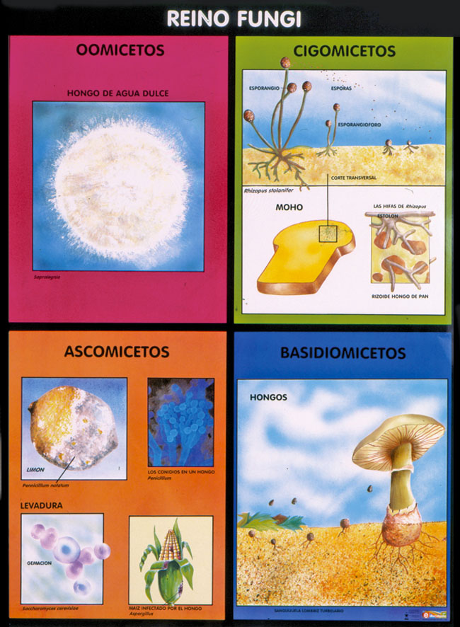 Póster Reino Fungi Protista Polillita Material Didáctico