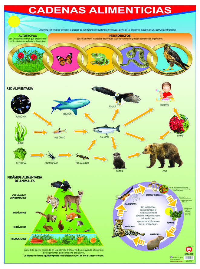 Póster Cadenas Alimenticias | Polillita Material Didáctico